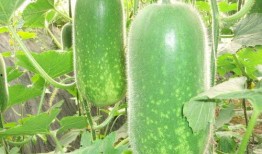 51今日吃瓜大瓜fun